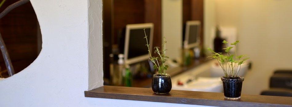 木の棚に観葉植物が並ぶ店内